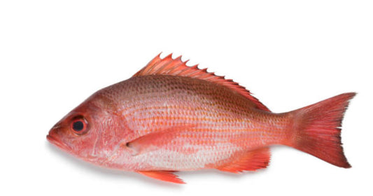 Pargo fresco entre 8y9lb